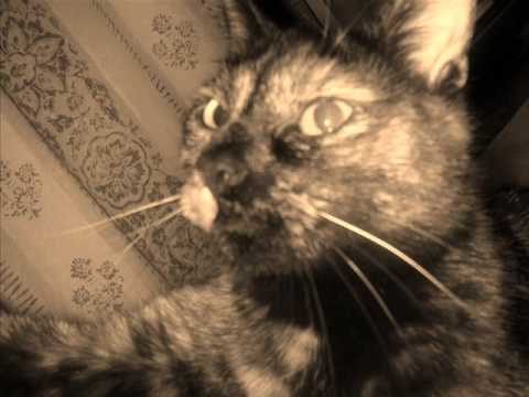 pet cat that died from eatin poisonous catfood from china