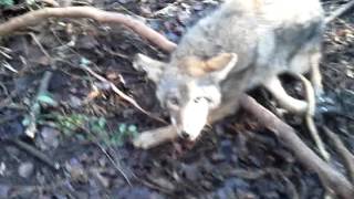 Coyote trapping with David Williams in TN..
