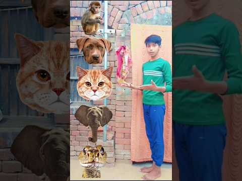 Monkey, dog, cat, elephant & snake - funny magic VFX video 🐒🐕🐈🦣🐍 #funny #shorts