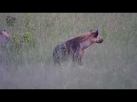 Djuma: Hyenas-five different ones show up looking and sniffing around - 18:27 - 12/30/21