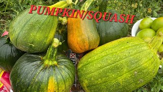 INTERESTING SIZES AND SHAPES OF PUMPKINS AND SQUASH