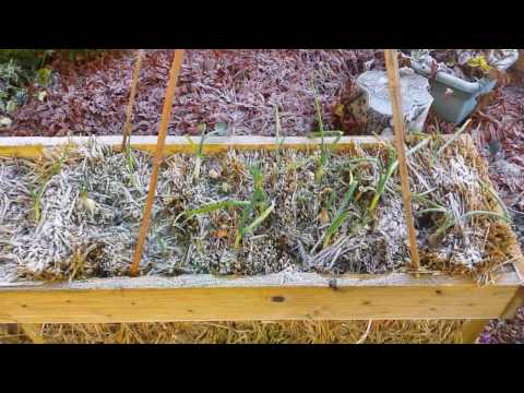 Straw Bale Gardening Tutorial & Guide