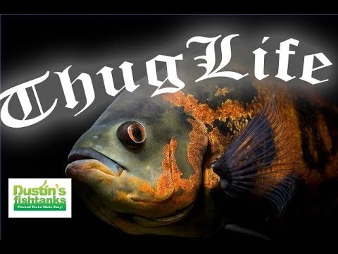 GANGSTER FISH! Top 5 GANGSTER AQUARIUM FISH