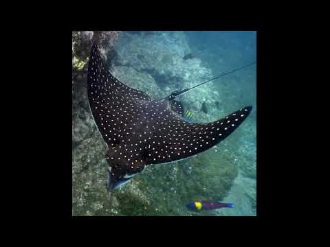 stingray attack | stingray | stingray attacking with tail @EarthAdventureSagar