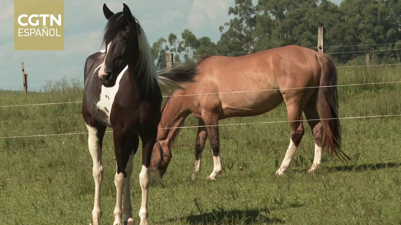 Los chinos y los gauchos brasileños comparten el espíritu del caballo