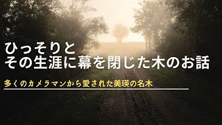ひっそりとその生涯に幕を閉じた木のお話【北海道/美瑛】