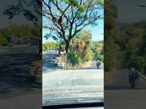 De San Bartolomé Perulapía a San Pedro Perulapán en 60 segundos #roadtrip #elsalvador #shorts