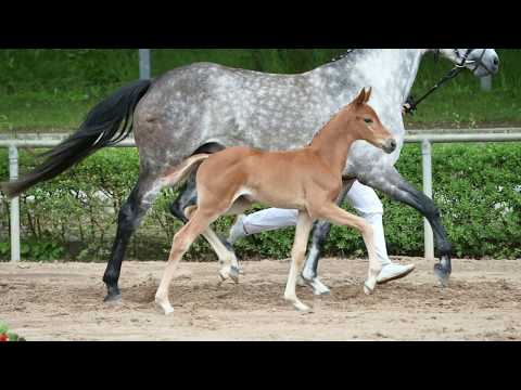 KN 53 Kalani J Sf v. Kasanova de la Pomme - Carpathos