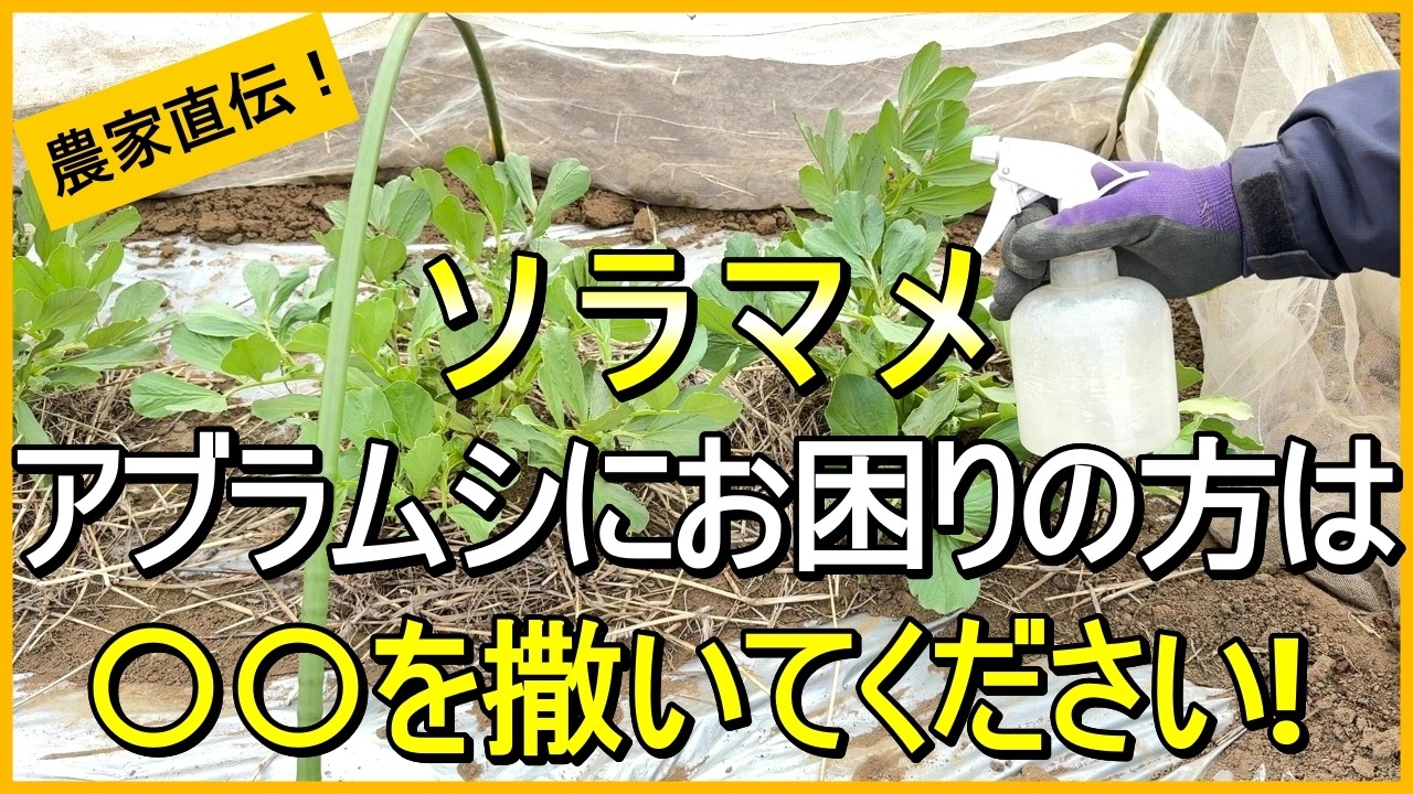 【そら豆栽培】アブラムシに効果のあるニームオイルの正しい使い方【有機農家直伝！無農薬で育てる家庭菜園】　26/3/24