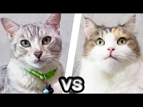 How to test Cat's Obedience? | First Time Cat Owner
