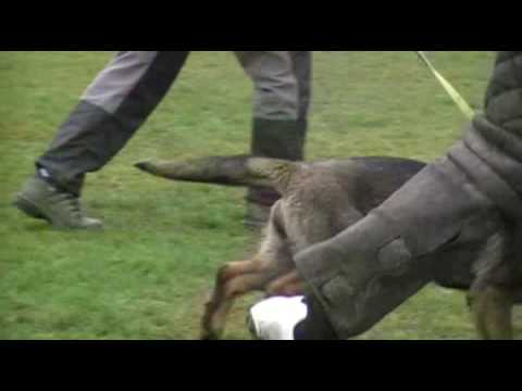 Cassiopea Yucero Bohemia- defence- 3 months