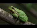 Laubfrosch Im Gebüsch U Nachts Rufend Tree Frog Calling At Night