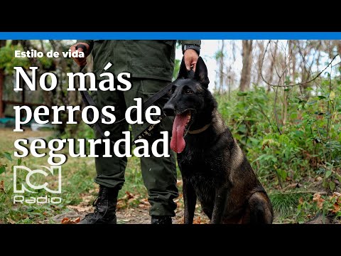 Perros de seguridad en las universidades podría desaparecer