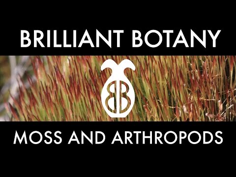 コケを助ける小さな節足動物 (Tiny Arthropods Helping Mosses!)