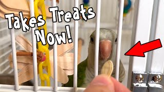 Quaker Parrot Learning to Take Treats From My Hand!