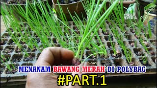 Tutorial Tani Menanam BAWANG MERAH DI POLYBAG (Persemaian) PART  1