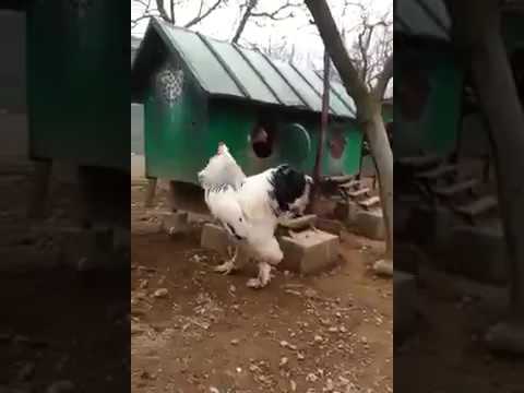 , title : 'Le plus grand poulet au monde 🐓🐓🐓 !'