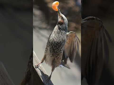 ピクノノトゥス・ジョコサス