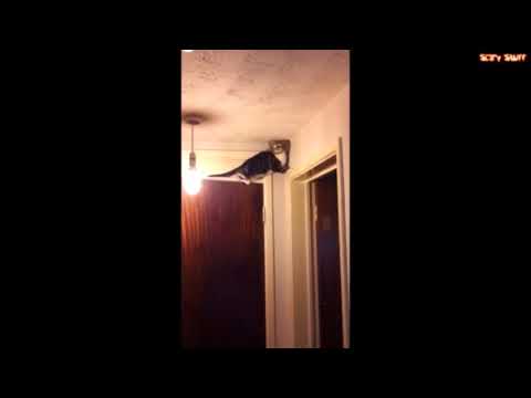 6 Very Creepy Videos of Cats Seeing Ghosts Recorded on Video