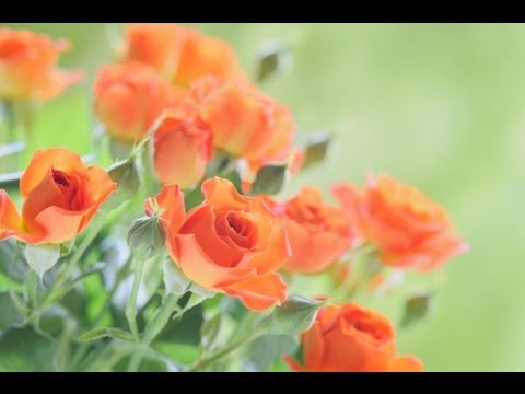 download lagu mp3 mp4 Das Lied Geh Aus Mein Herz Und Suche Freud, download mp3 Das Lied Geh Aus Mein Herz Und Suche Freud free downloadn, video klip Das Lied Geh Aus Mein Herz Und Suche Freud