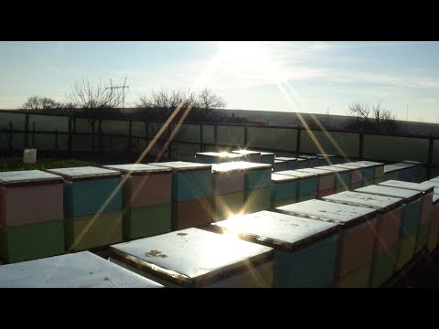 Облёты на бакфасте зимой, пасека