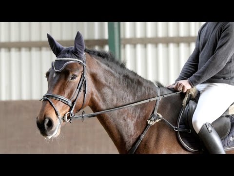 Holsteiner Stute von Cachas - Quidam de Revel