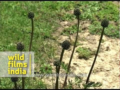 Flower Amarnath Yatra MDV 337 L62 1