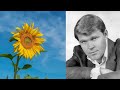 Glen Campbell  Sunflower (with lyrics)