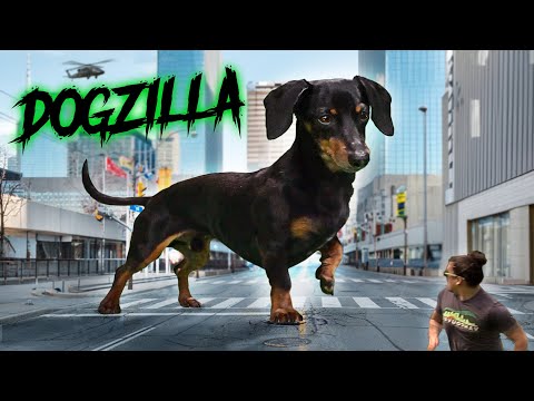 Ataque del perro salchicha gigante - Es... ¡DOGZILLA!