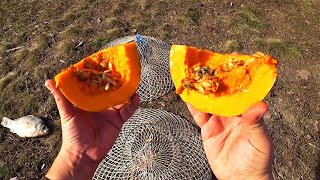 На что ловят рака приманка