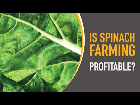 Is Potato Farming Profitable