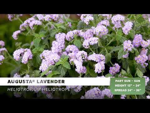 , title : 'Augusta Lavender Heliotrope from Proven Winners'