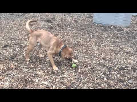 Grant, an adopted Shepherd & Shar-Pei Mix in Briarcliff Manor, NY_image-1