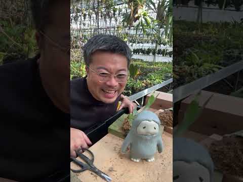 なぜニンニクを植物に入れるのでしょうか？祖母が庭での6つの意外な使い方を教えてくれました  庭園