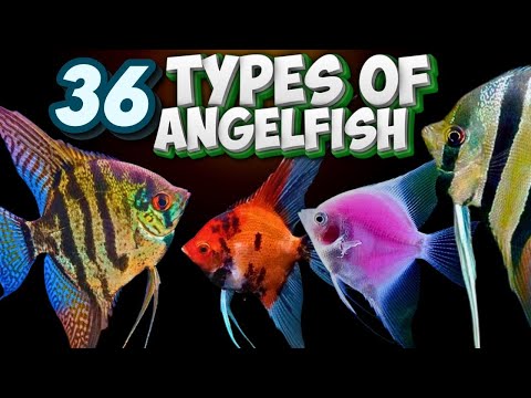 Discover 36 AMAZING Types of Angelfish You Never Knew Existed