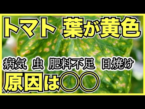 , title : '【家庭菜園の害虫】トマトやミニトマトの葉が黄色い理由は？病気か虫？肥料不足や日焼け？【問題の対策を考える前に原因を特定しよう】'