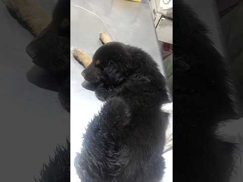 Dog Treatment 🦮 | Sarwar Ali Official #dog #treatment #shorts #ytshorts