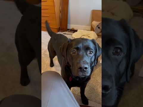 Watch my dogs reaction to her Nana coming home. #dogs #cute #labrador #blacklabrador #funny