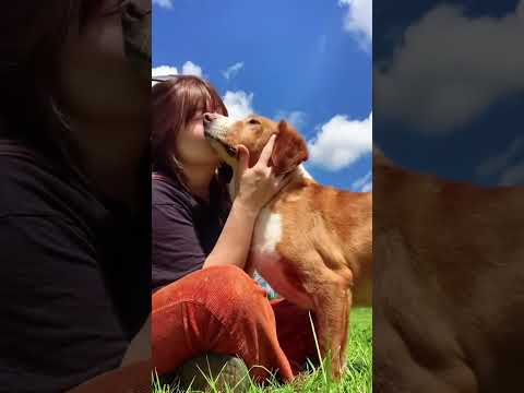 Funny and cute dogs compilation#funnydogs#cute#doglover#doglife#cure#dogshorts#pet#doglife