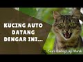 Kucing Auto Datang Dengar Ini Suara Kucing Lagi Marah