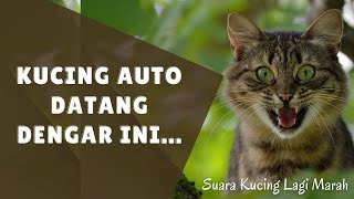 Download lagu Kucing Auto Datang Dengar Ini.... | Suara Kucing Lagi Marah mp3