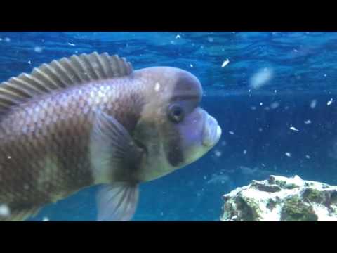 Feeding "Monster" Frontosa HD