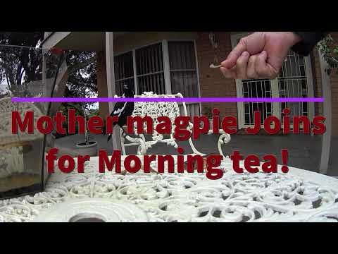 2020 04 10 Magpie visit YouTube