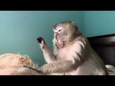 Lip Smacking Head Tapping Asmr Monkey Abbylouise
