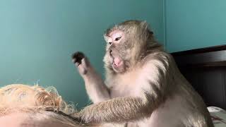 Lip smacking head tapping ASMR Monkey AbbyLouise