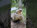 Lulu The Nile Crocodile ️ Gatorland Nilecrocodile Crocodile