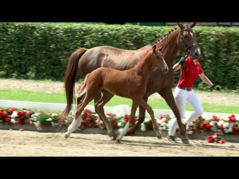 66 Vice Versa Stute v. Veneno - Belissimo M