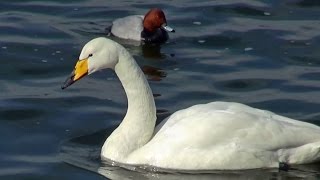 preview picture of video 'Whooper Swans - 2015-02 - tewbirds @ WWT Welney'