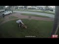 Video Captures Dog Attack In St Petersburg Child Tries To Break It Up