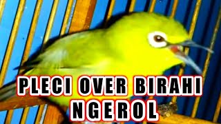 Download lagu pleci over birahi ngerol AMPUH buat pancingan pleci agar pleci buka paruh dan pleci gacor. mp3